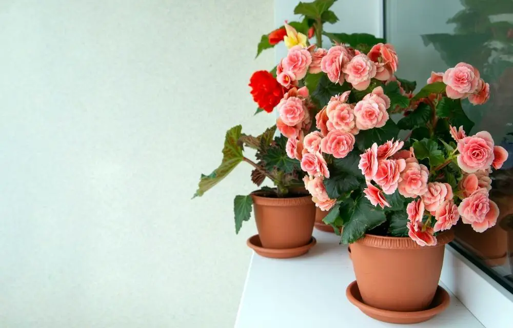 Elatior Begonia