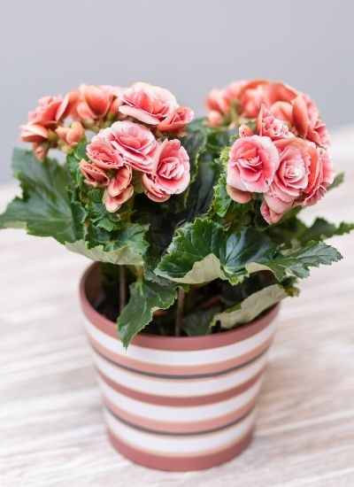 Elatior Begonia