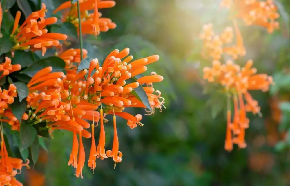 Grow Your Own Firecracker Plant - A Guide to Keeping this Perennial Happy