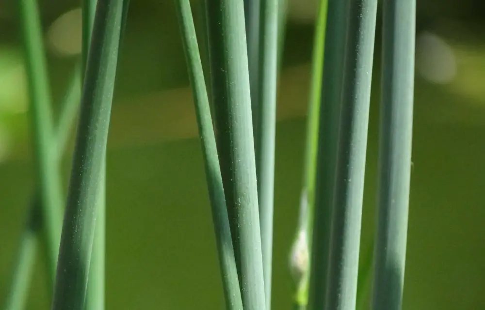 Horsetail Reed