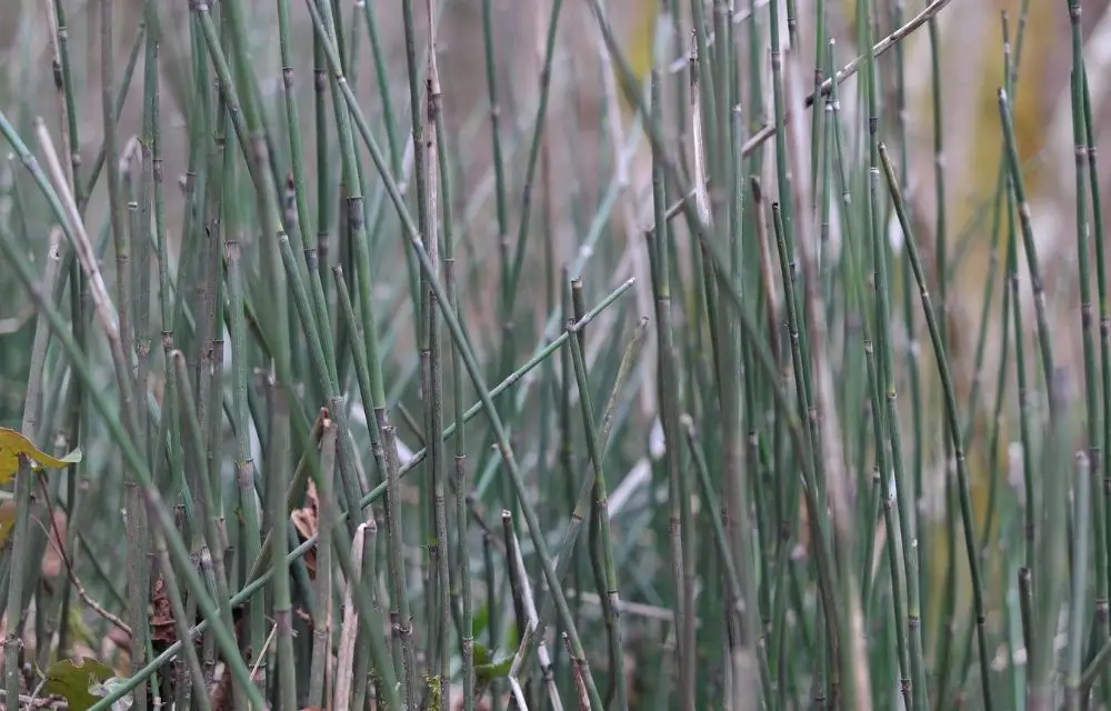 Horsetail Reed