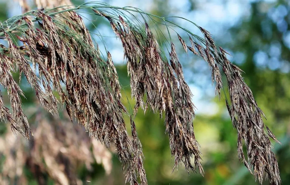 Horsetail Reed