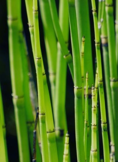 Horsetail Reed