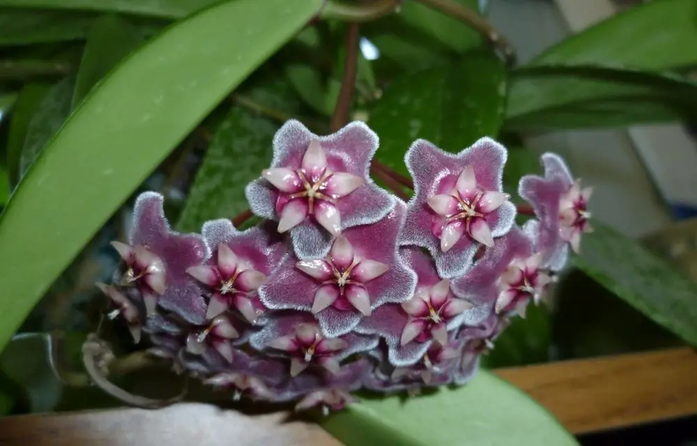 Hoya Pubicalyx