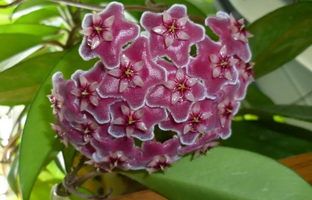 Hoya Pubicalyx