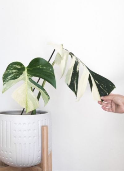 Monstera Albo