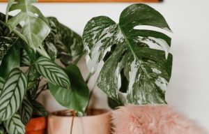 Monstera Albo