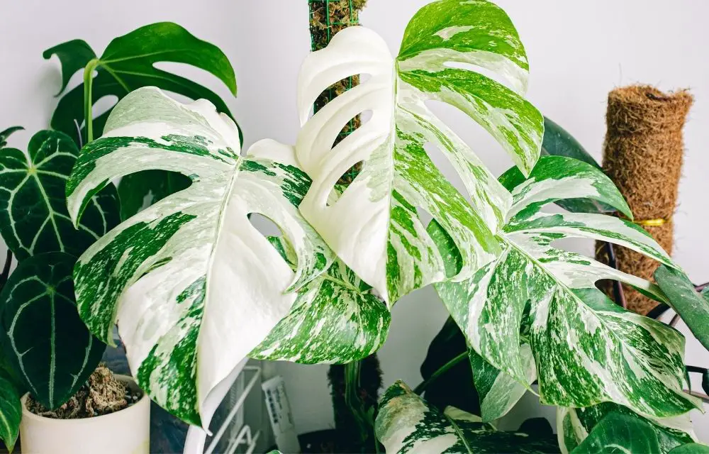 Monstera Albo