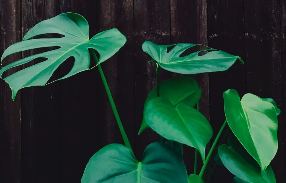 Monstera Borsigiana