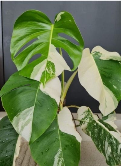 Monstera Borsigiana