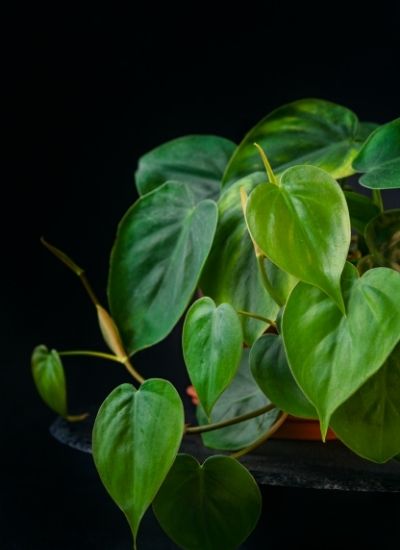 North Facing Window Plants