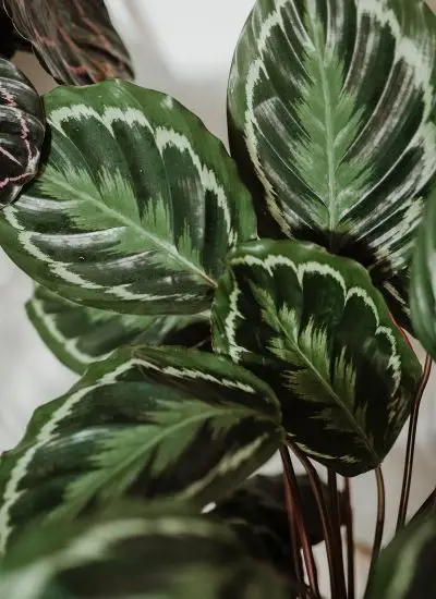 North Facing Window Plants