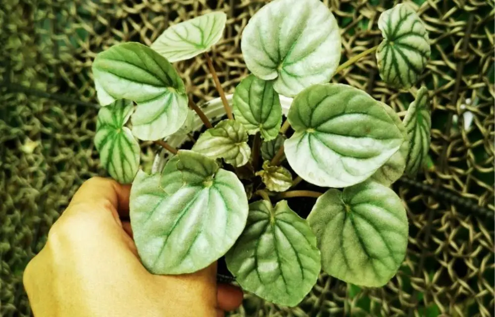 Peperomia Frost