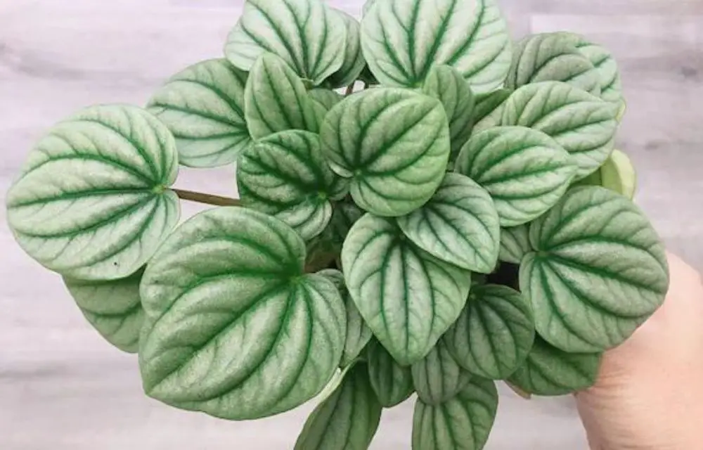 Peperomia Frost