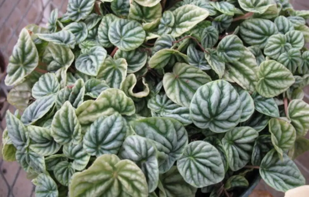 Peperomia Frost