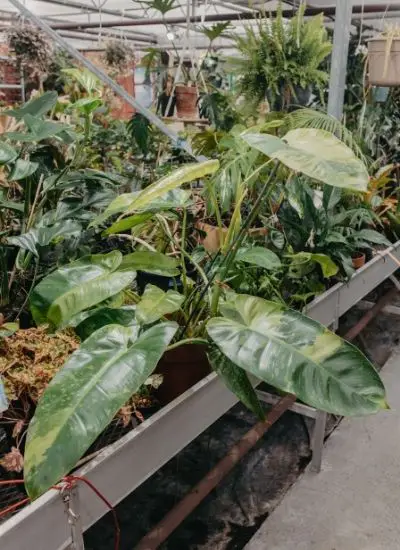 Philodendron Billietiae