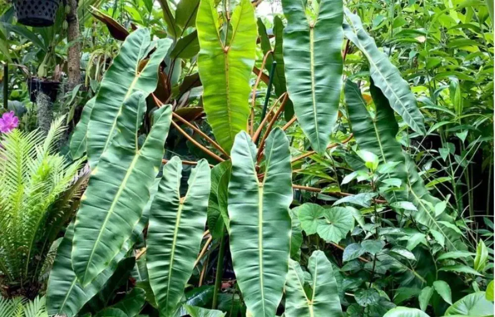 Philodendron Billietiae