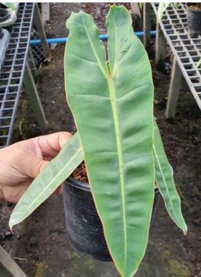 Philodendron Billietiae