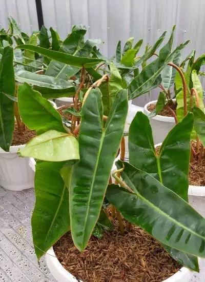 Philodendron Billietiae