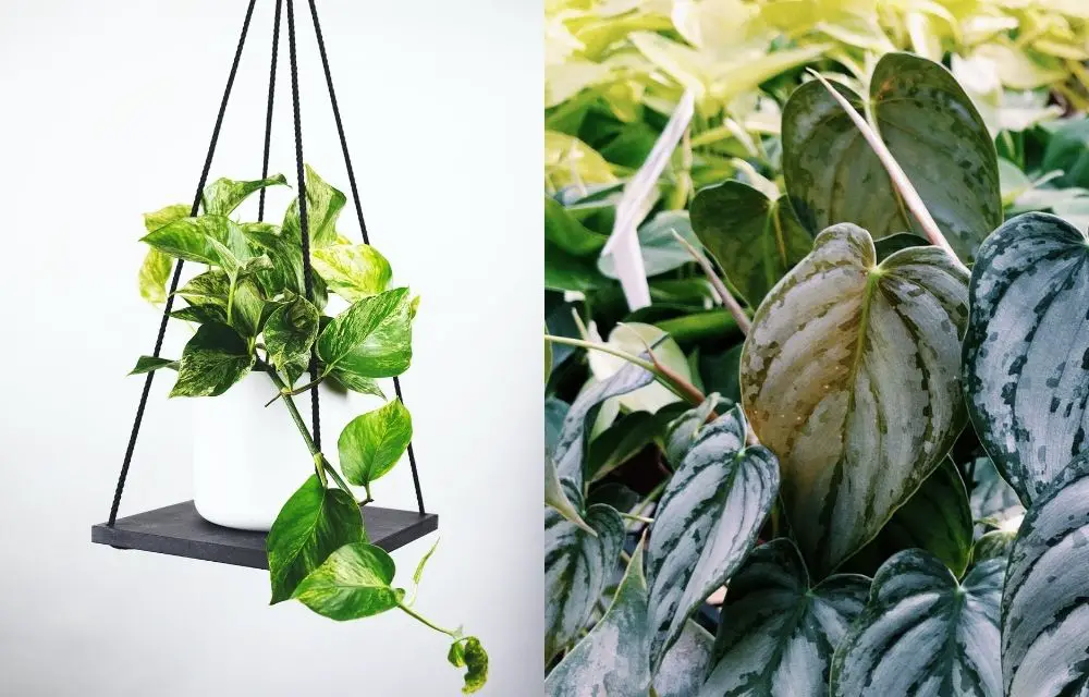 Philodendron vs Pothos