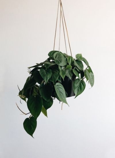 Philodendron vs Pothos