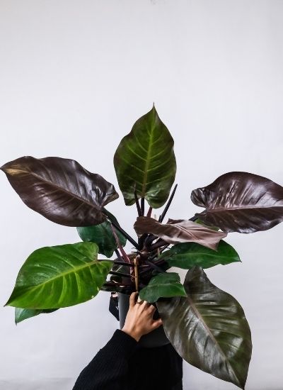 Philodendron vs Pothos