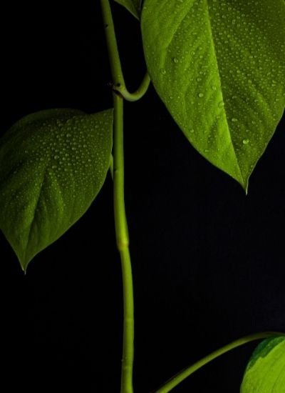 Philodendron vs Pothos