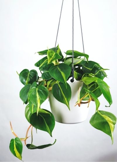 Philodendron vs Pothos