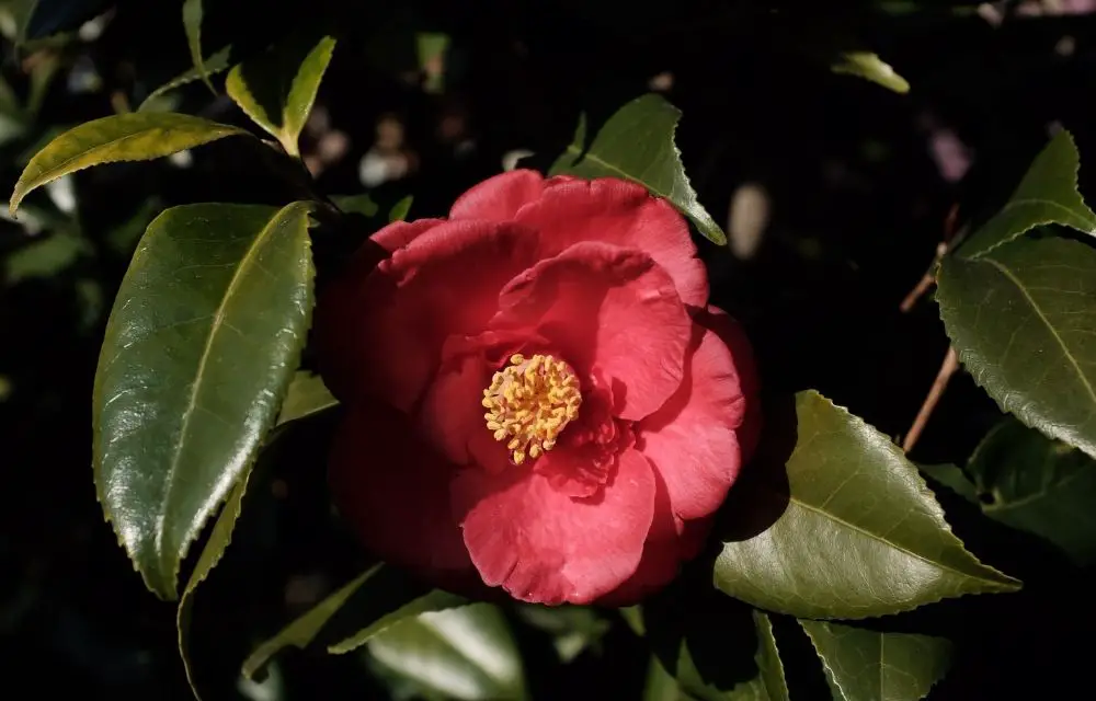 Red Camellia