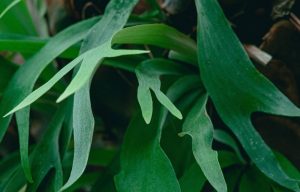 Staghorn Fern Care