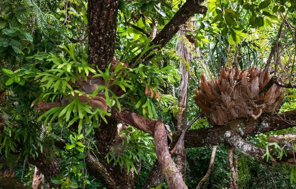 Staghorn Fern Care