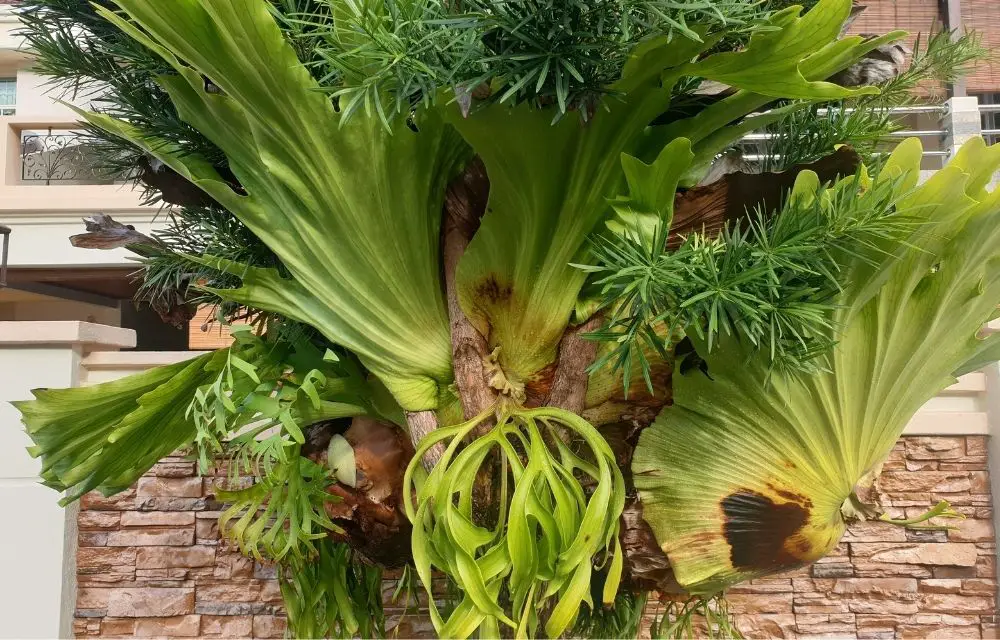 Staghorn Fern Care