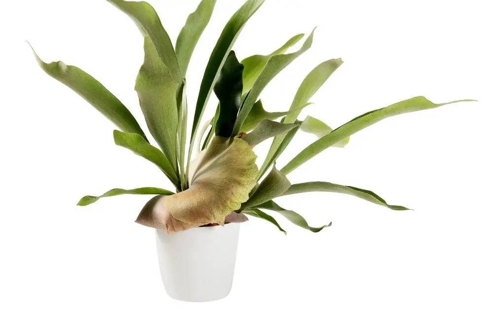 Staghorn Fern Care