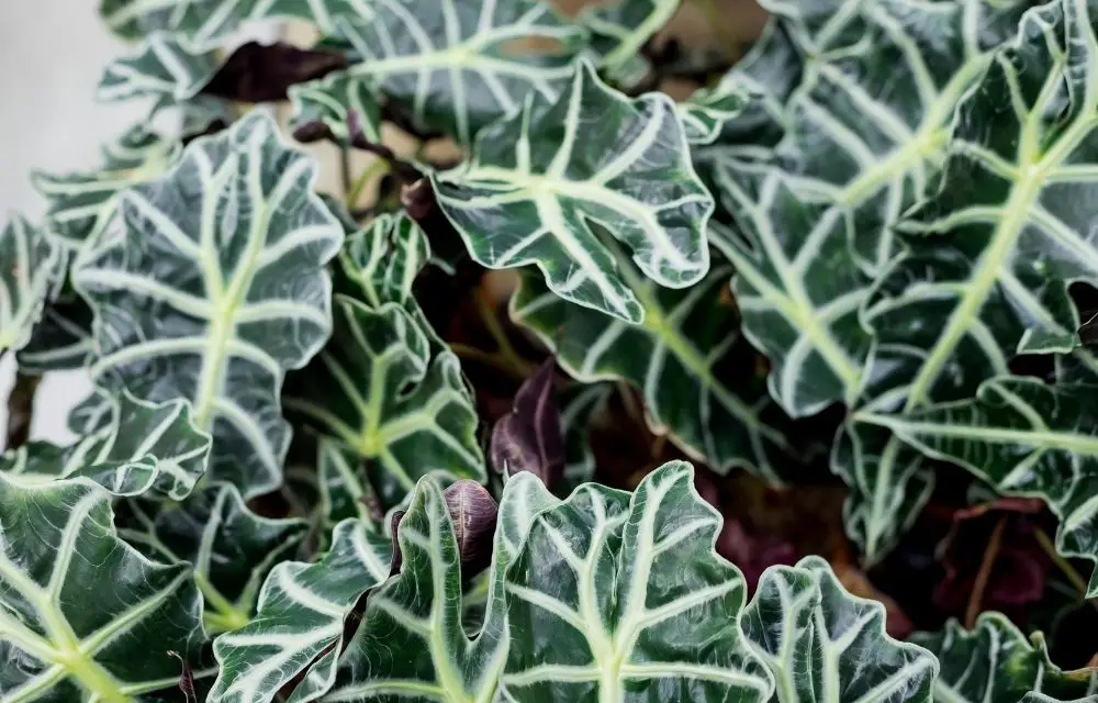 alocasia regal shield