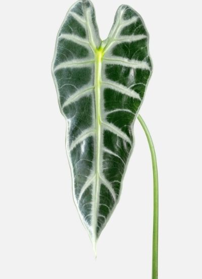 alocasia regal shield