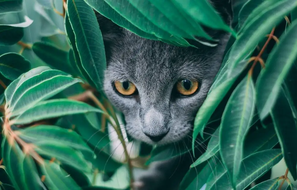 are majesty palms toxic to cats