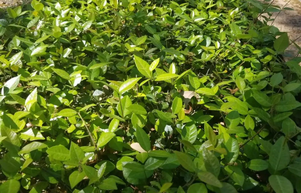 asian jasmine