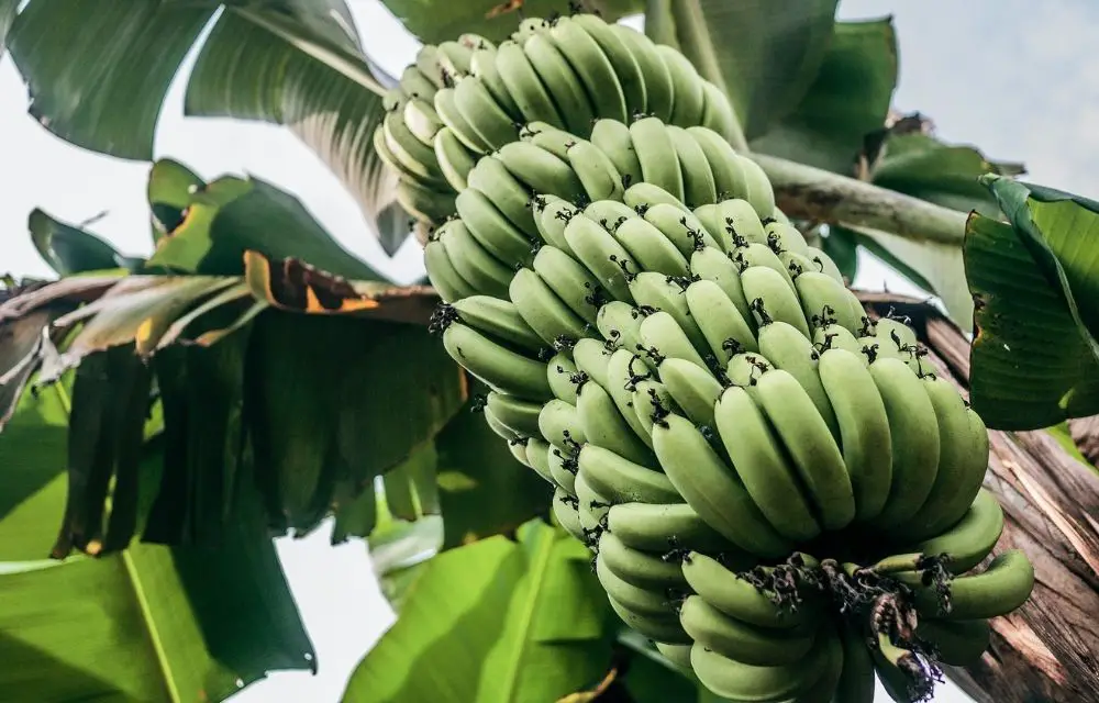 banana tree fertilizer