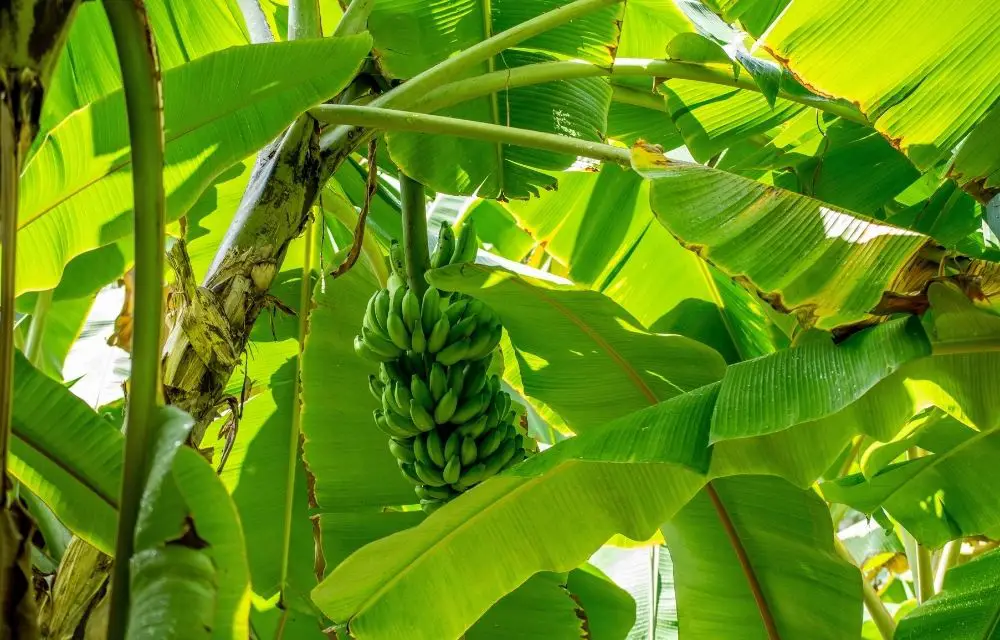 banana tree fertilizer