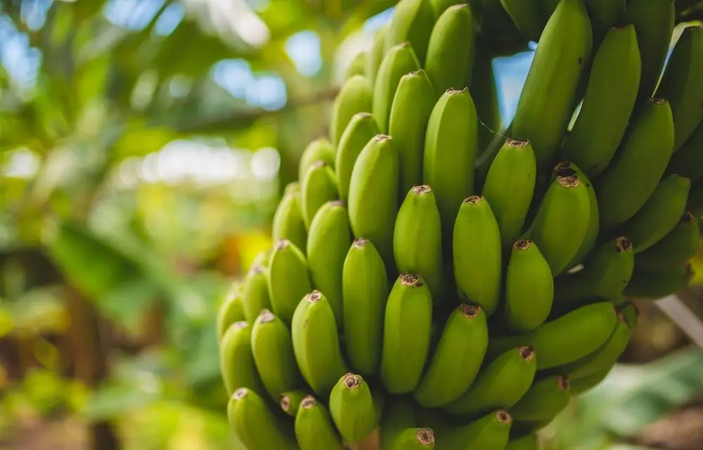 banana tree fertilizer