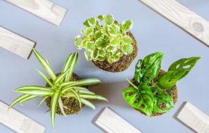 best plants for kokedama