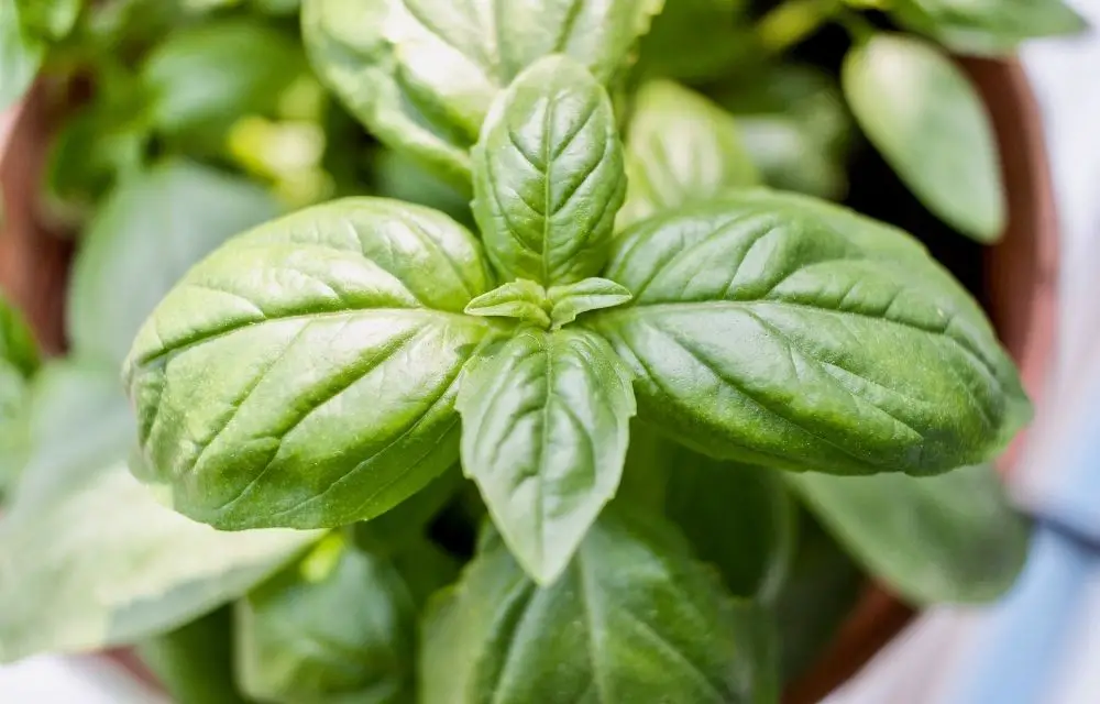 brown spots on basil