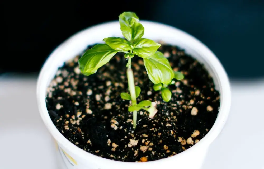 brown spots on basil