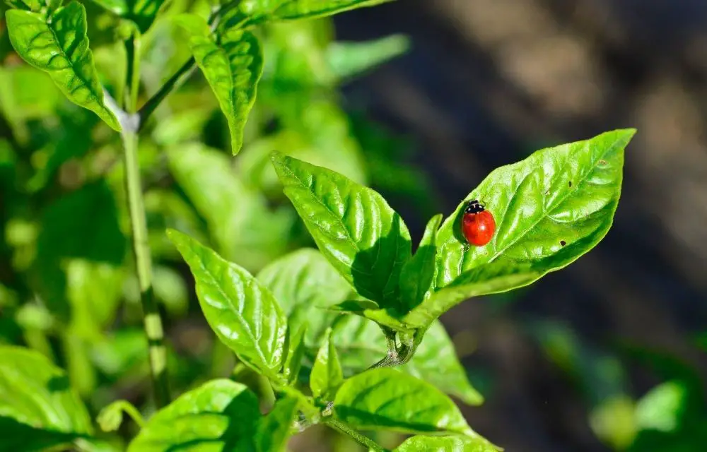 brown spots on basil