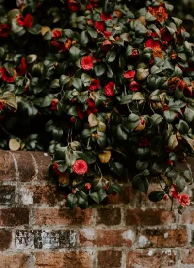 camellia tree