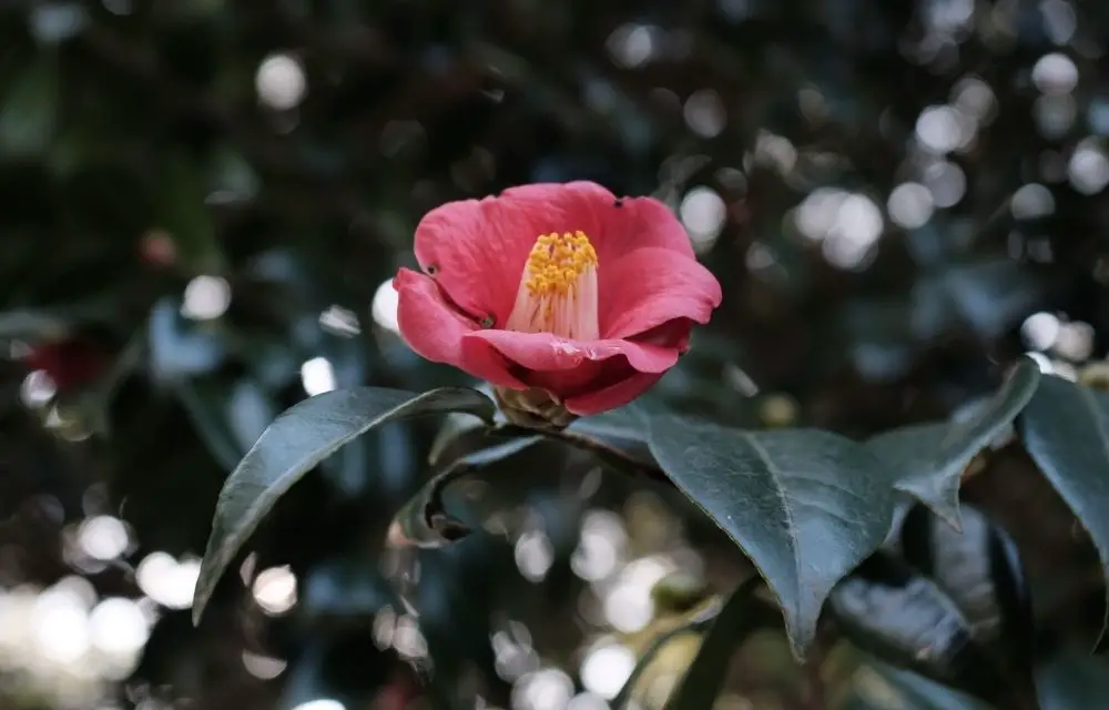 camellia tree