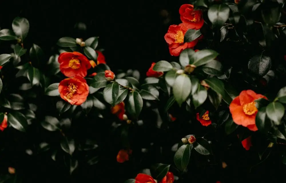 camellia tree