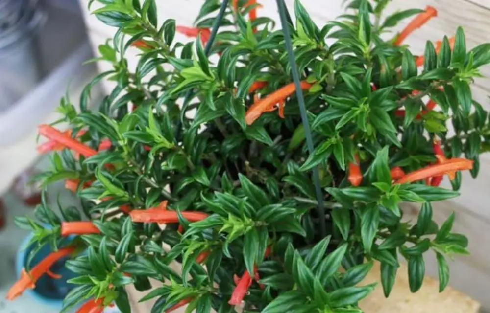 goldfish plant