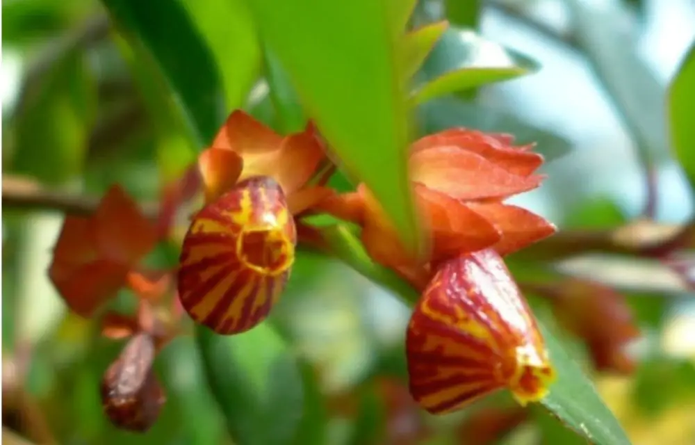 goldfish plant