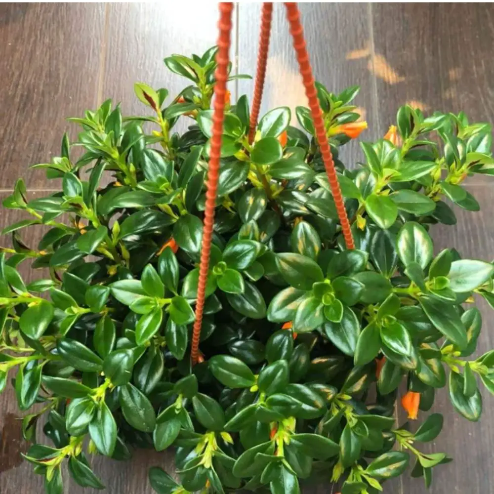 goldfish plant